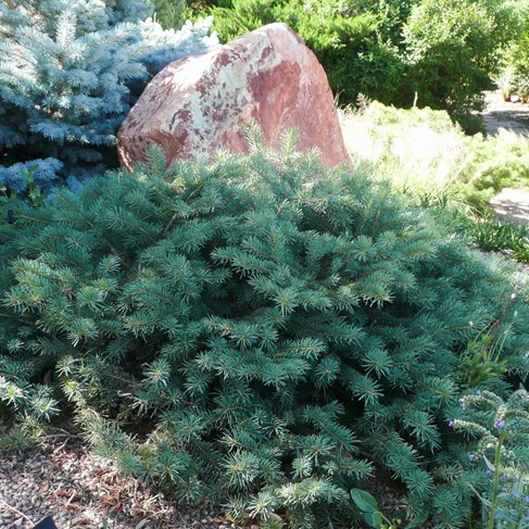 Mesa Verde Spruce